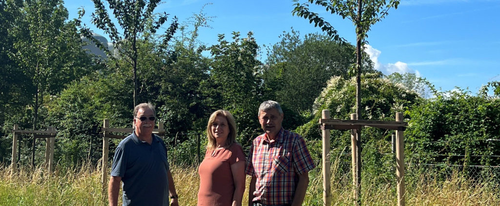 Neue Kirschbäume verschönern die Straße Am alten Klärwerk